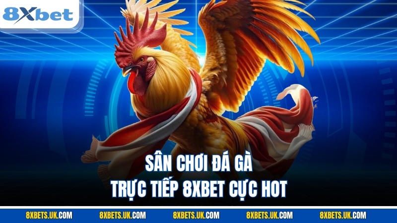 Sân chơi đá gà trực tiếp 8XBET cực hot